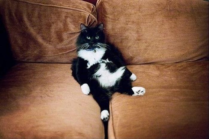 Katter som chillar – bild 44 av 47