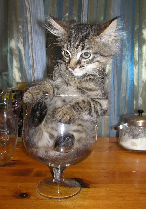 Katter som chillar – bild 45 av 47