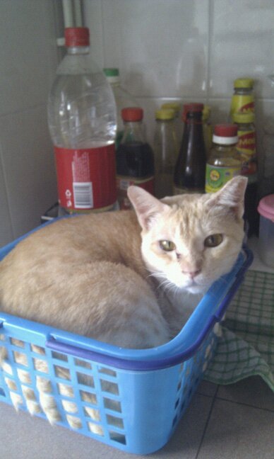 Katter som chillar – bild 46 av 47