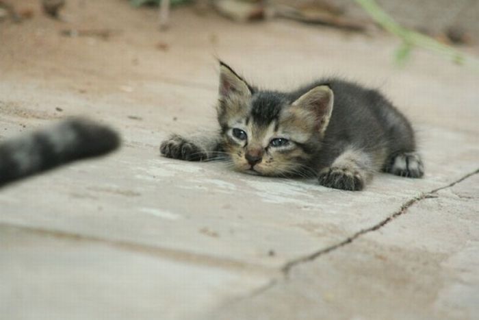 Katter som chillar – bild 47 av 47