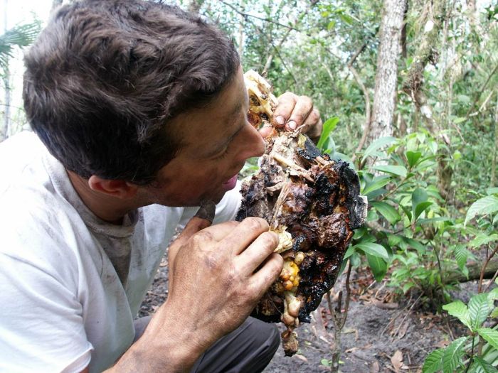 Äckliga saker Bear Grylls har ätit – bild 3 av 16