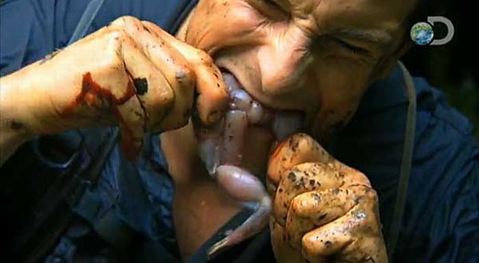 Äckliga saker Bear Grylls har ätit – bild 6 av 16
