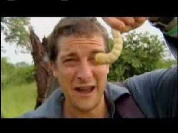 Äckliga saker Bear Grylls har ätit – bild 15 av 16