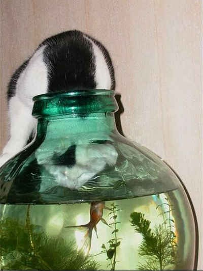 Katt sugen på guldfisk