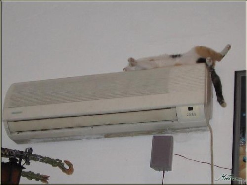 Katt vaknar