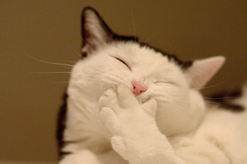 Katt som nyser