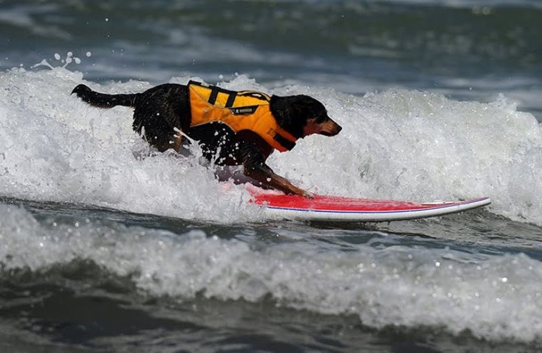 Surfing dog championship 2011