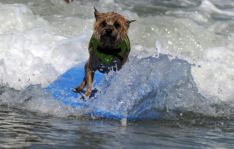 Surfing dog championship 2011 – bild 2 av 10