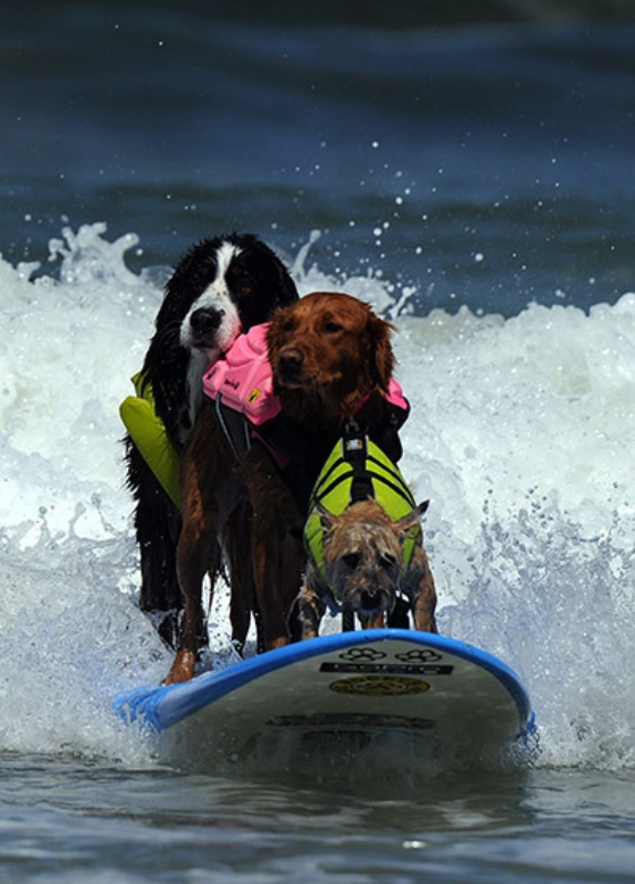 Surfing dog championship 2011 – bild 3 av 10