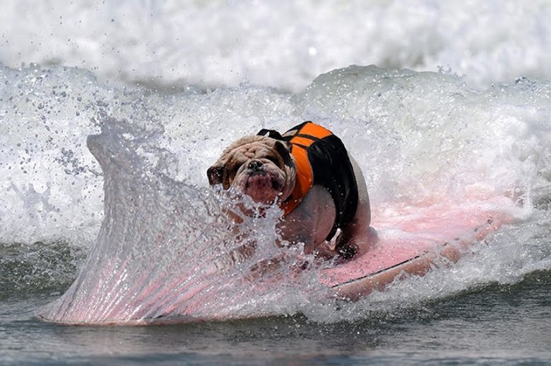Surfing dog championship 2011 – bild 4 av 10