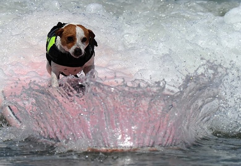 Surfing dog championship 2011 – bild 5 av 10