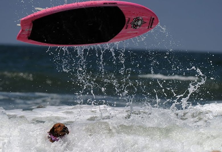 Surfing dog championship 2011 – bild 6 av 10