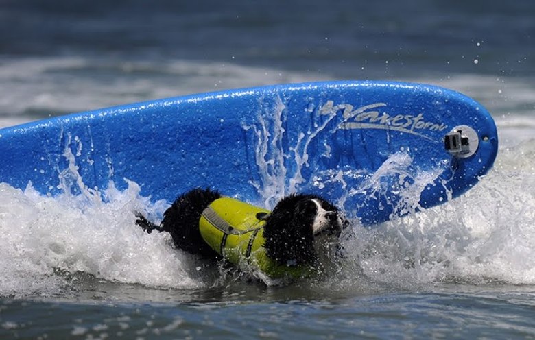 Surfing dog championship 2011 – bild 7 av 10