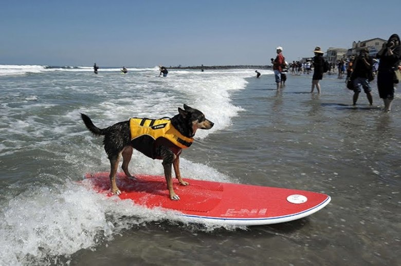 Surfing dog championship 2011 – bild 8 av 10