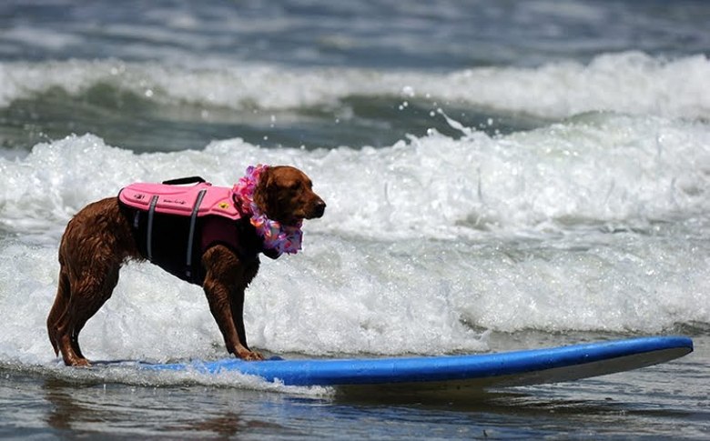 Surfing dog championship 2011 – bild 9 av 10