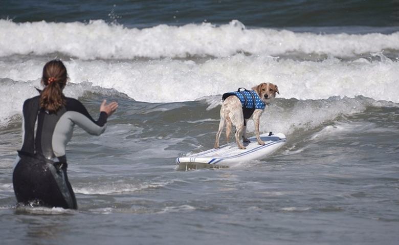 Surfing dog championship 2011 – bild 10 av 10