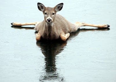 Bambi på is