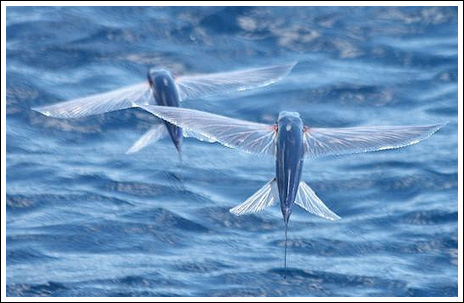 Flygfisk – bild 1 av 19