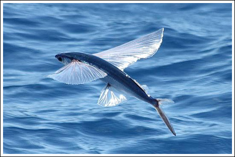 Flygfisk – bild 2 av 19