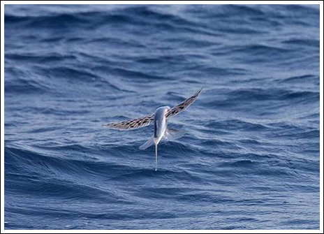 Flygfisk – bild 3 av 19