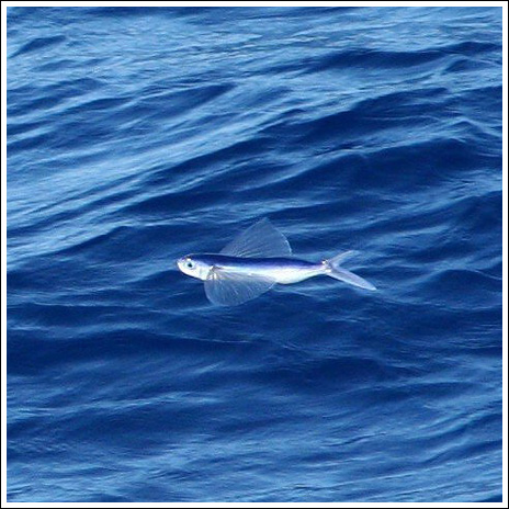 Flygfisk – bild 4 av 19