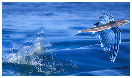 Flygfisk – bild 5 av 19