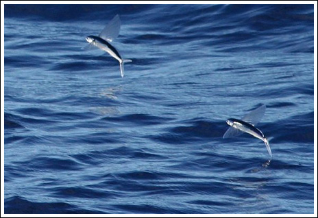 Flygfisk – bild 6 av 19