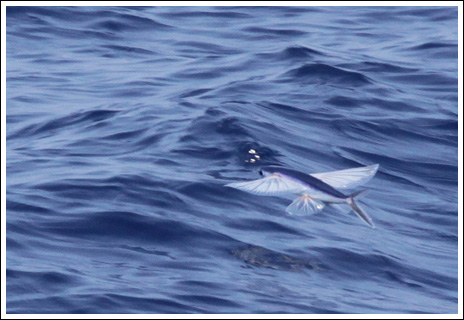 Flygfisk – bild 15 av 19