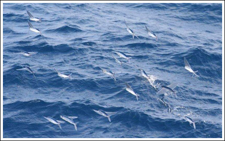 Flygfisk – bild 16 av 19