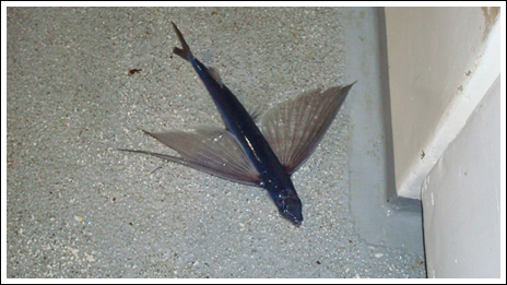 Flygfisk – bild 18 av 19