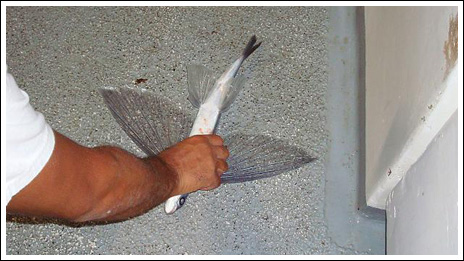 Flygfisk – bild 19 av 19