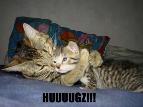 Kramande Katter