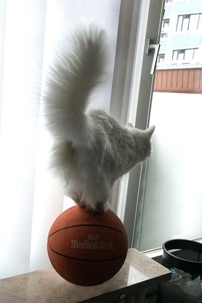 Vithårig katt