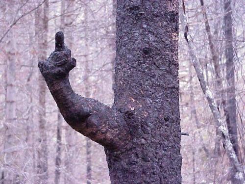 Träd pekar finger