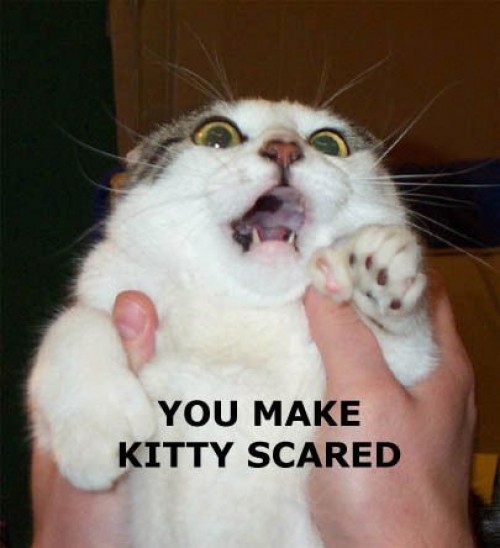Rädd katt
