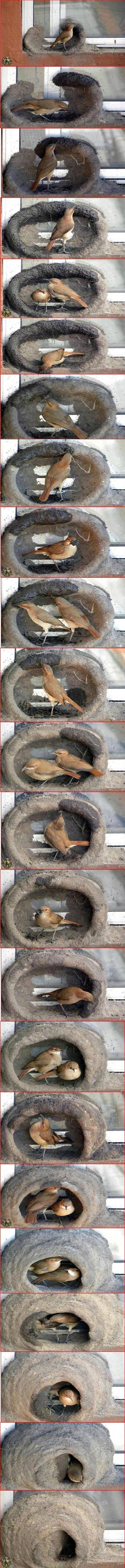 Söta fåglar bygger bo