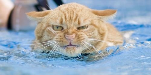 Arg katt