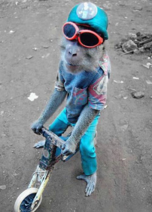 Cool apa på liten cykel