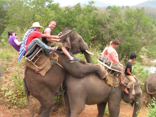 Sugen elefant
