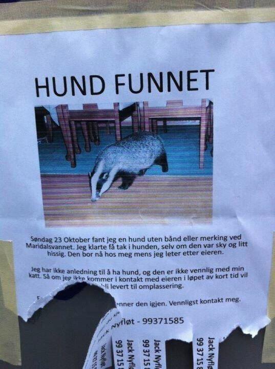 Upphittad hund