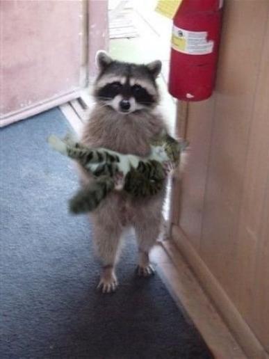 En tvättbjörn bär kattunge