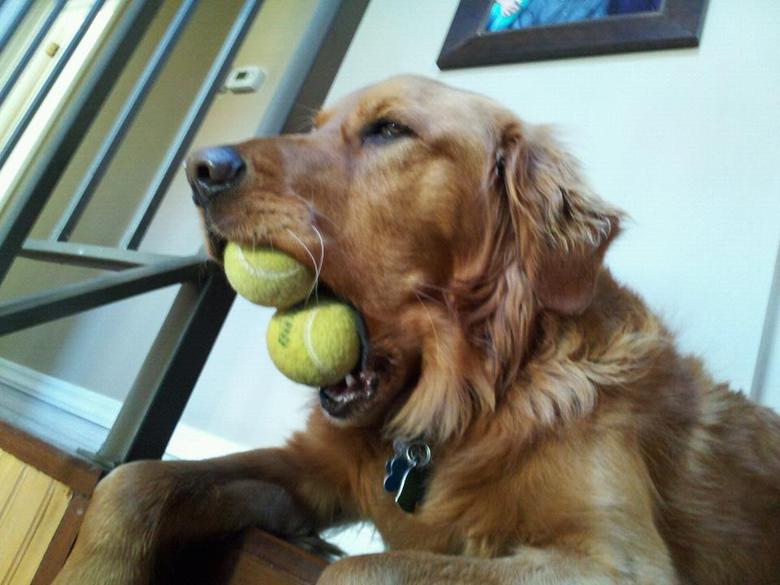 Bollgalen hund