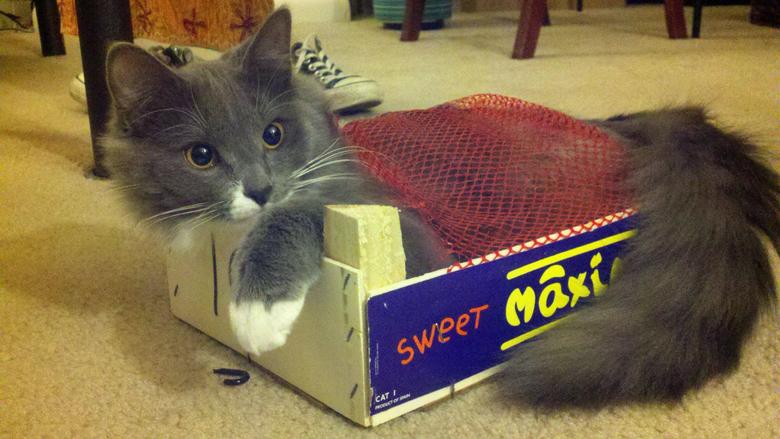 Kattsäng