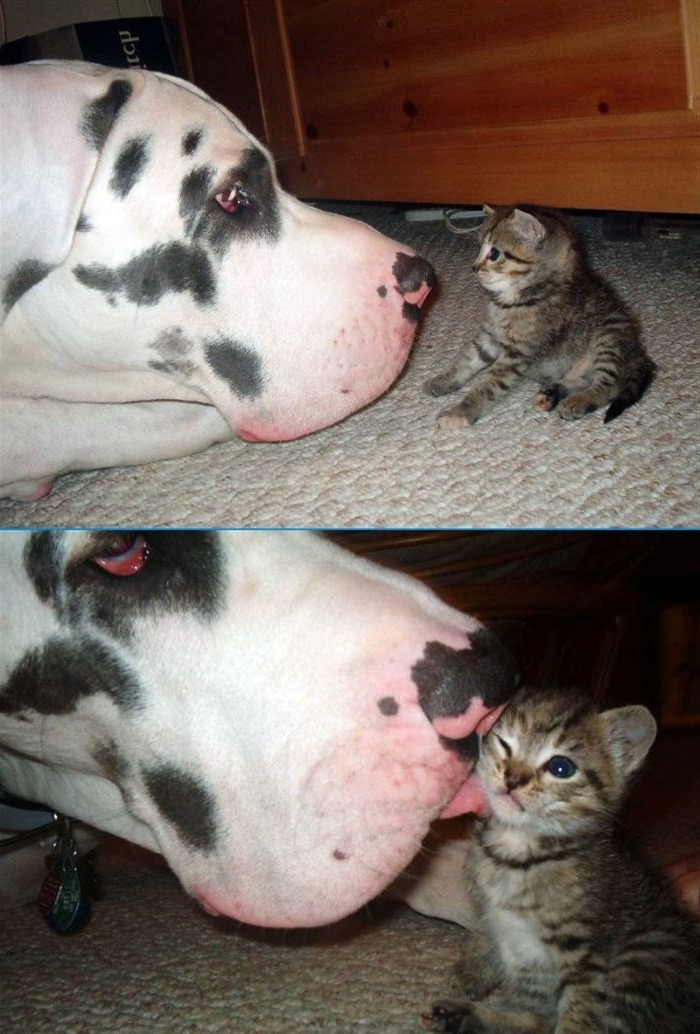Hund och katt