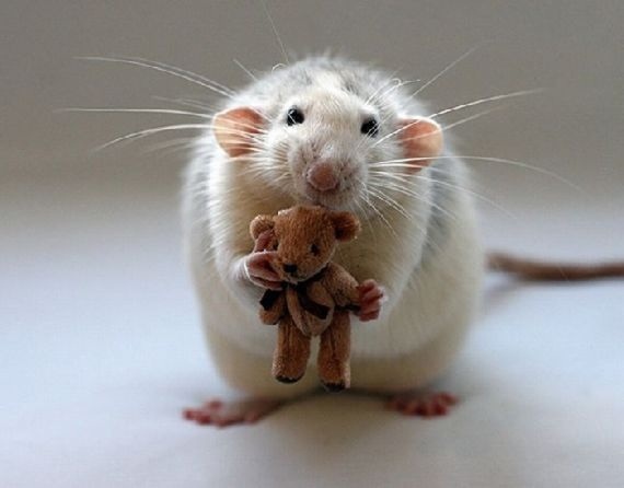 Råtta med nalle