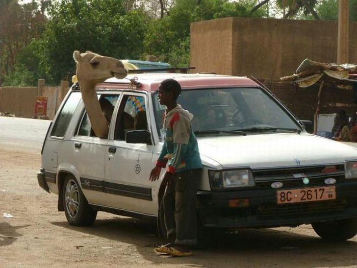 Bara i Afrika – bild 17 av 43