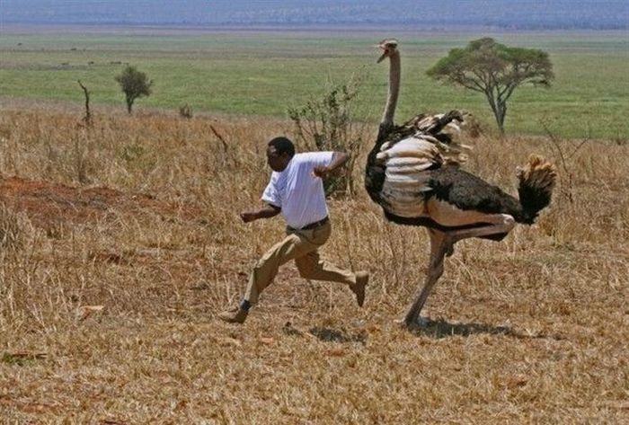 Bara i Afrika – bild 18 av 43