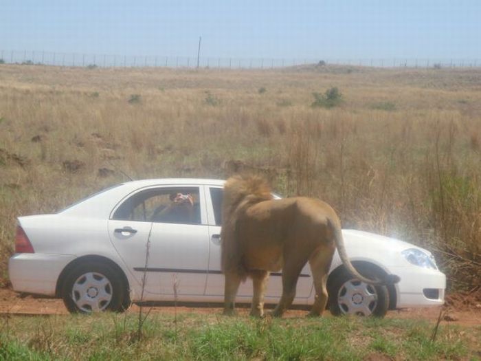 Bara i Afrika – bild 22 av 43