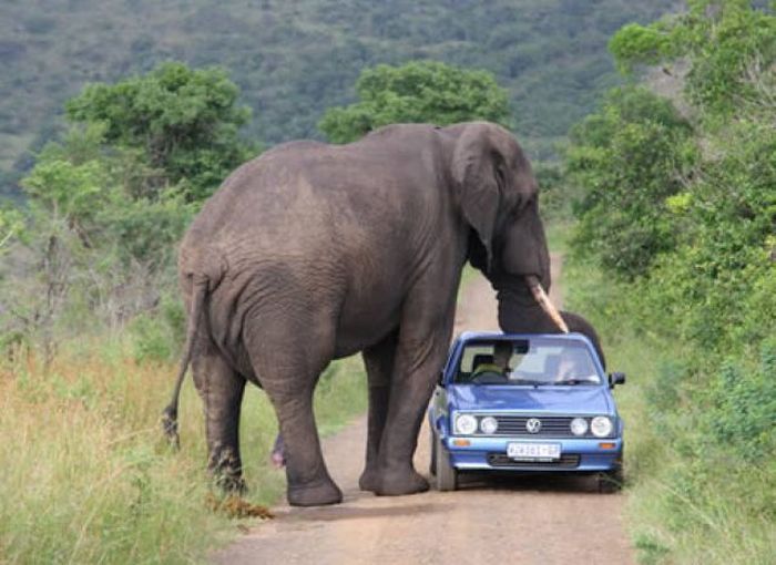 Bara i Afrika – bild 40 av 43