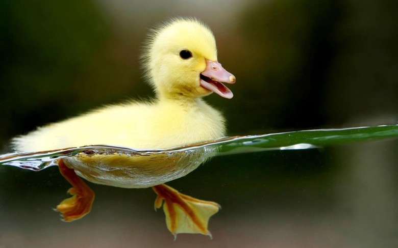 Ett riktigt "duckface"